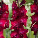 Gladioli Rare Novelty Collection