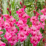 Gladiolus Rare Novelty Collection