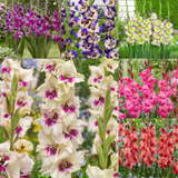 Gladiolus Rare Novelty Collection