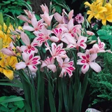 Gladioli nanus Collection