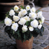 Begonia Non Stop Exhibition Size Collection