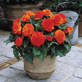 Begonia Non Stop Exhibition Size Collection