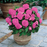 Begonia Non Stop Exhibition Size Collection
