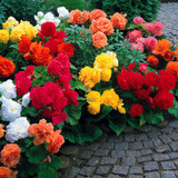 Begonia Non Stop Exhibition Size Collection