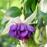 Purple Blue Basket Collection