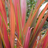 Phormium Collection