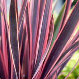 Phormium Collection