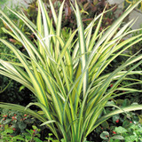 Phormium Collection