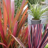 Phormium Collection
