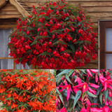 Begonia Firewings Tricolour Collection