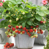 Potted Strawberry Collection