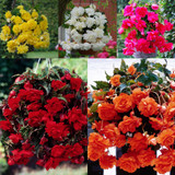Begonia Giant Cascading Collection