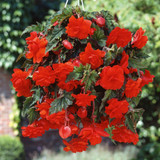 Begonia Giant Cascading Collection