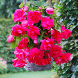 Begonia Giant Cascading Collection