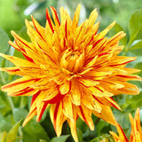 Dahlia Large Flowering Cactus Collection C