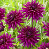 Dahlia Cactus Rare Collection C
