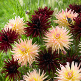 Dahlia Cactus Rare Collection C