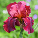 Iris germanica 'Collection B' (Bearded Iris)
