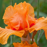 Iris germanica 'Collection B' (Bearded Iris)