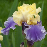 Iris germanica Collection B (Bearded Iris)