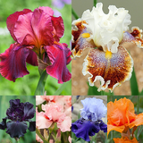 Iris germanica 'Collection B' (Bearded Iris)