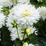Dahlia Decorative Premium Collection