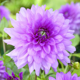 Dahlia Decorative Premium Collection