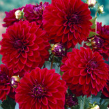 Dahlia Decorative Collection