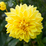 Dahlia Decorative Premium Collection