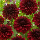 Dahlia Decorative Premium Collection