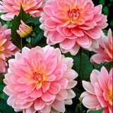 Dahlia Decorative Premium Collection