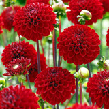 Dahlia Pompom Collection B