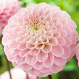 Dahlia Pompom Collection B