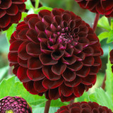 Dahlia Pompom Collection B