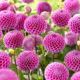 Dahlia Pompom Collection B