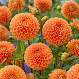 Dahlia Pompom Collection B