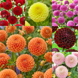 Dahlia Pompom Collection B