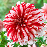 Dahlia Dinner Plate B Collection