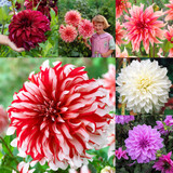 Dahlia Dinner Plate B Collection