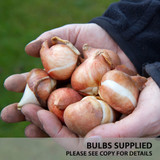 50 Tulip Viridiflora Collection (11-12cm Bulbs)