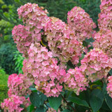 Hydrangea Paniculata Collection