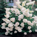 Hydrangea Paniculata Collection