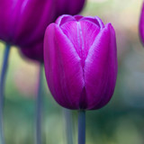 Tulip Single Late Collection 