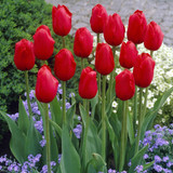 Tulip Single Late Collection 
