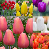 Tulip Single Late Collection 