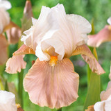 Iris germanica Collection C (Bearded Iris)