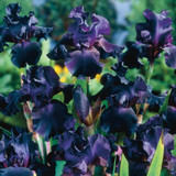 Iris germanica Collection C (Bearded Iris)