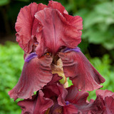 Iris germanica Collection C (Bearded Iris)