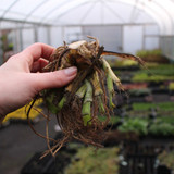 Iris germanica Collection C (Bearded Iris)