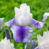 Iris germanica Collection C (Bearded Iris)
